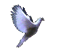 THE DOVE OF PEACE......!!!!